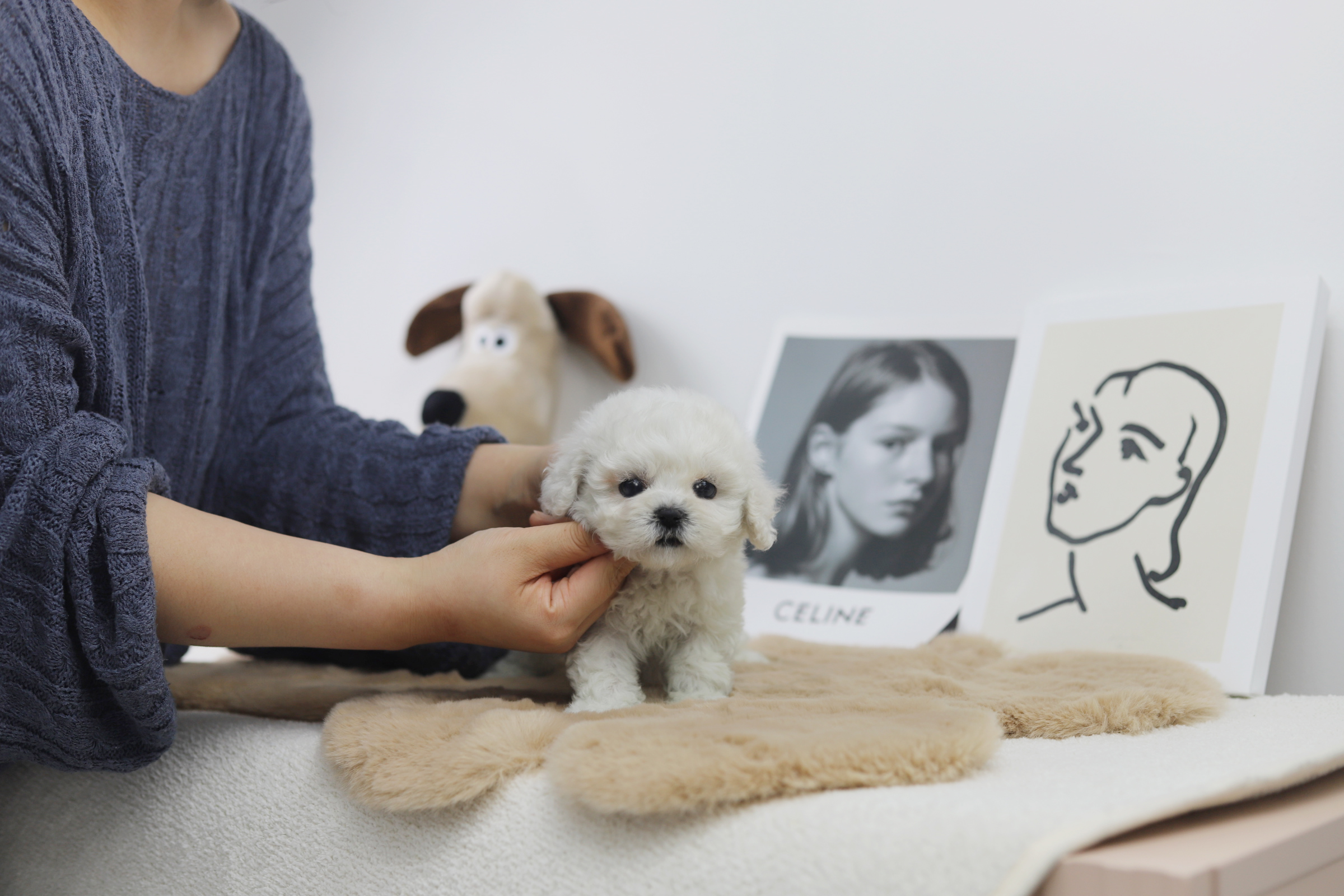 미니비숑분양합니다(10만원부터)