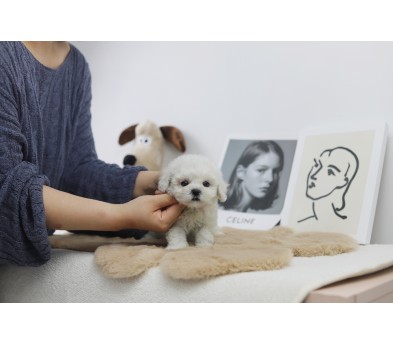 미니비숑분양합니다(10만원부터)