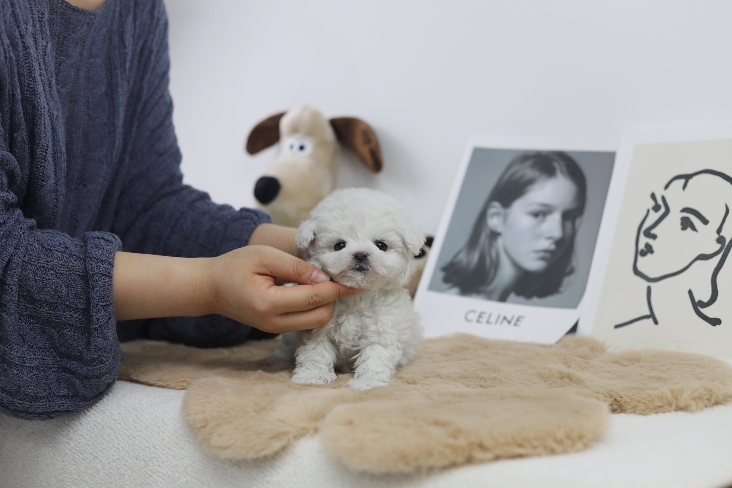 미니비숑분양합니다(10만원부터)