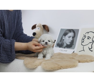 미니비숑분양합니다(10만원부터)