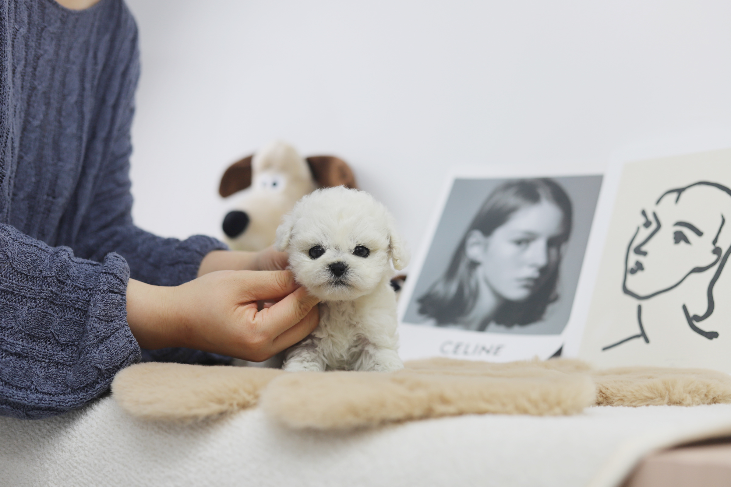 미니비숑분양합니다(10만원부터)