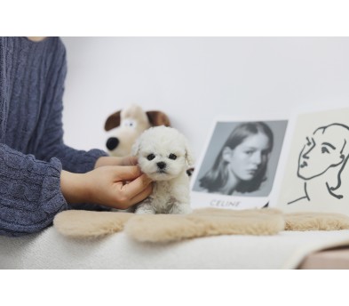 미니비숑분양합니다(10만원부터)