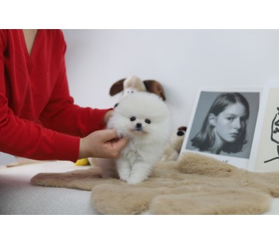 포메라니안분양(20만원부터)