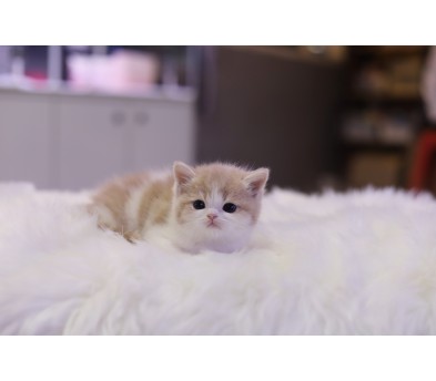 브리티쉬숏헤어 분양합니다