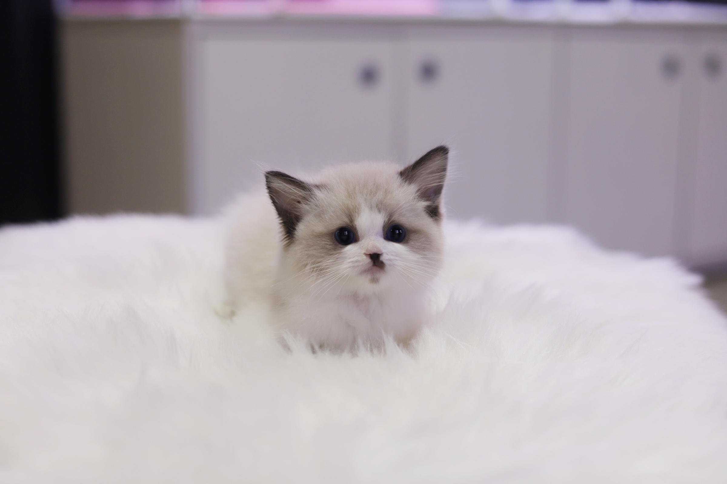 렉돌 분양합니다