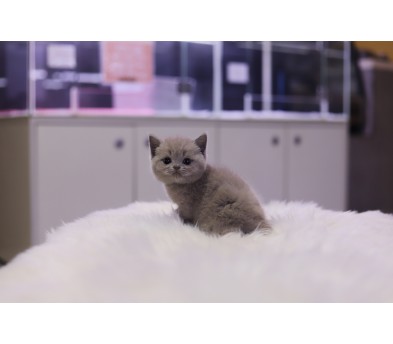 브리티쉬숏헤어 분양합니다