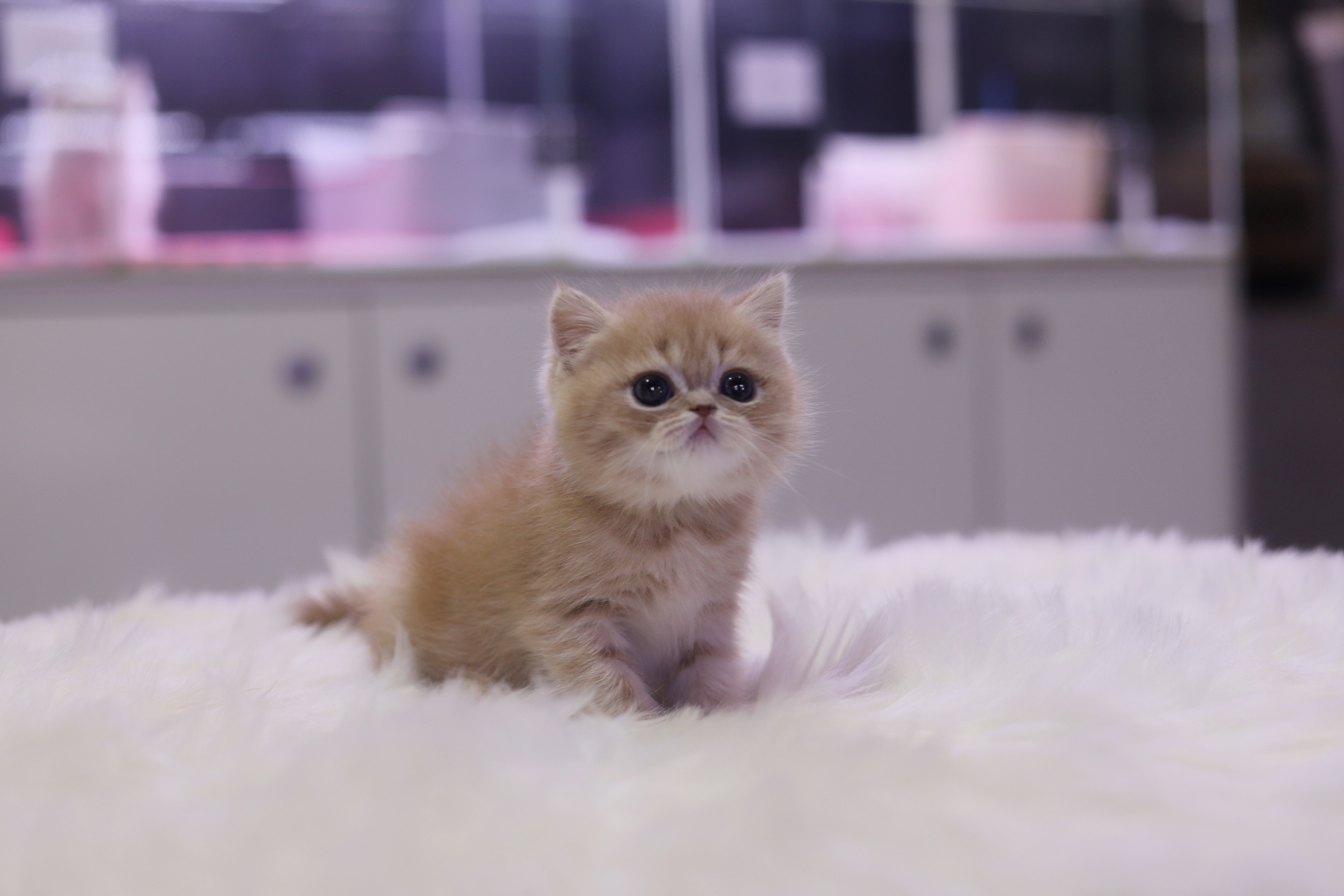 브리티쉬숏헤어 분양합니다