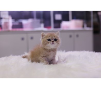 브리티쉬숏헤어 분양합니다