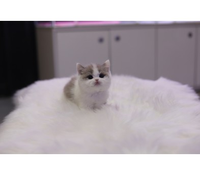 브리티쉬숏헤어 분양합니다