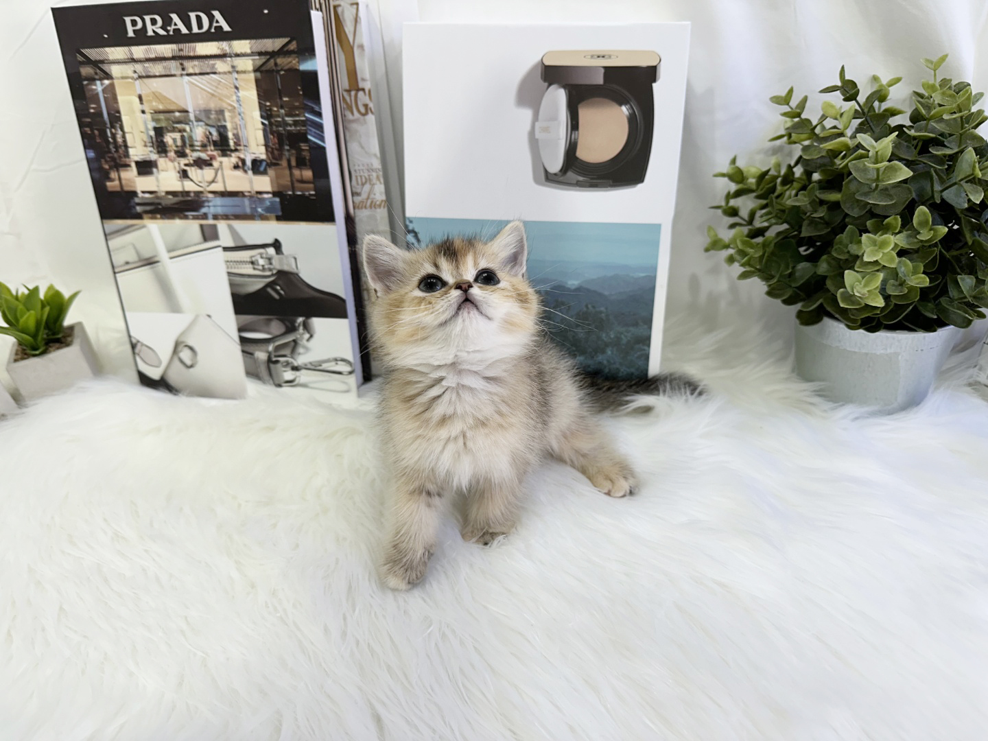 브리티쉬숏헤어 분양합니다