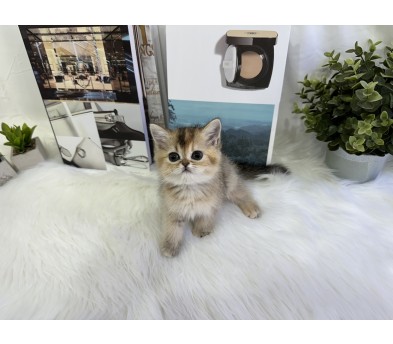 브리티쉬숏헤어 분양합니다