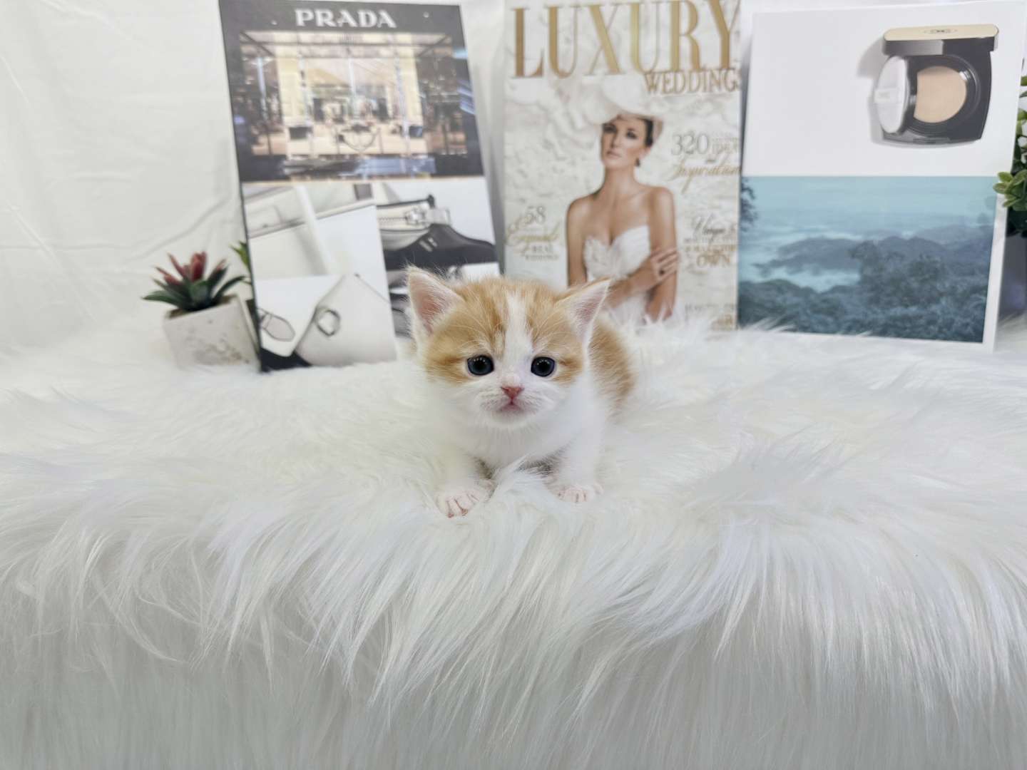 브리티쉬숏헤어 분양합니다