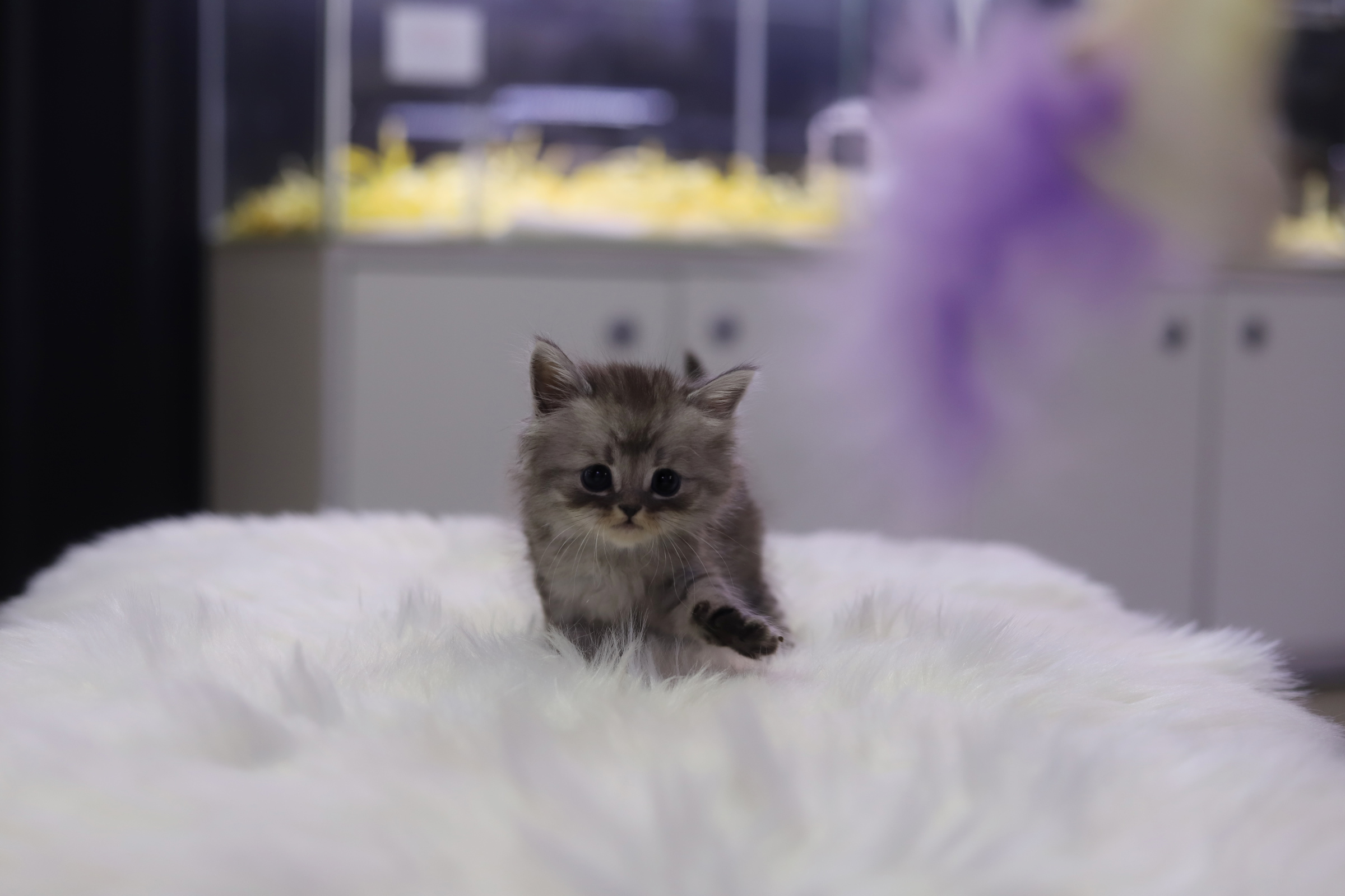 브리티쉬숏헤어 분양합니다