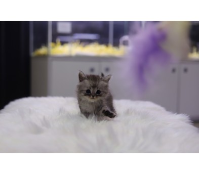 브리티쉬숏헤어 분양합니다