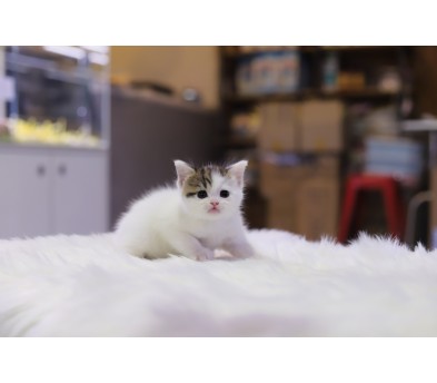 브리티쉬숏헤어 분양합니다