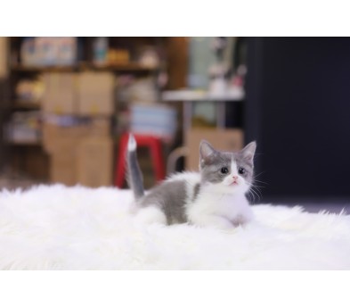 브리티쉬숏헤어 분양합니다