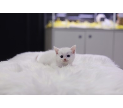 브리티쉬숏헤어 분양합니다