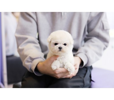 미니비숑분양합니다(10만원부터)