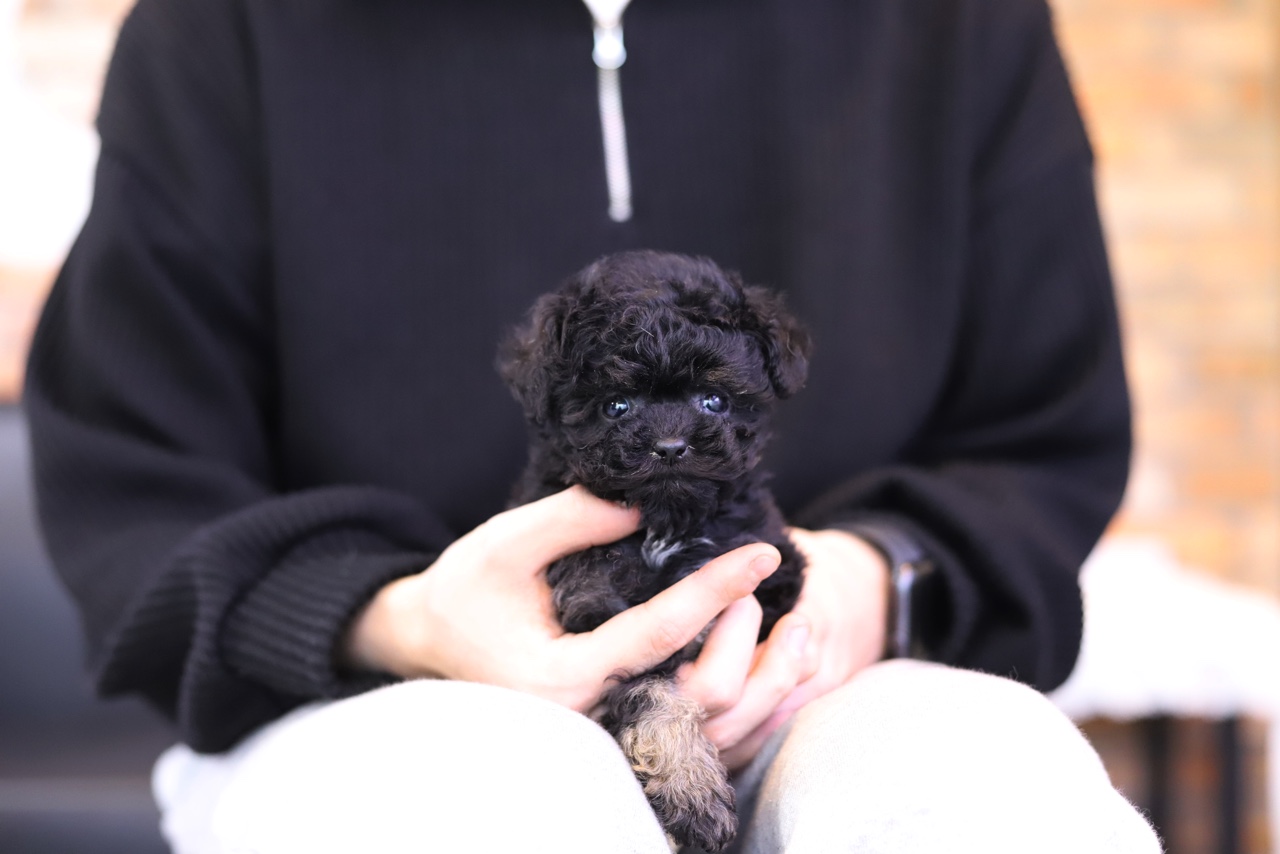 토이푸들분양(10만원부터)