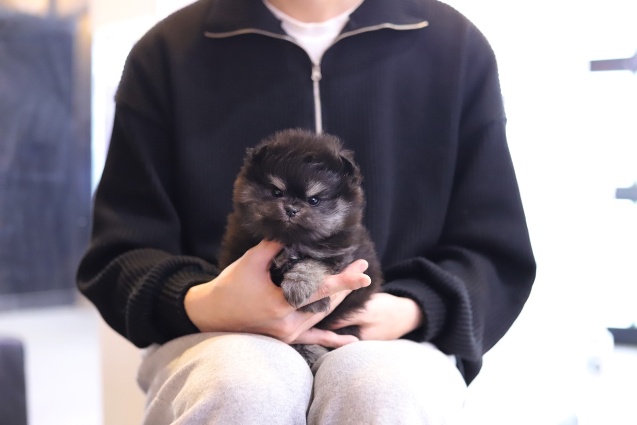 포메라니안분양(20만원부터)