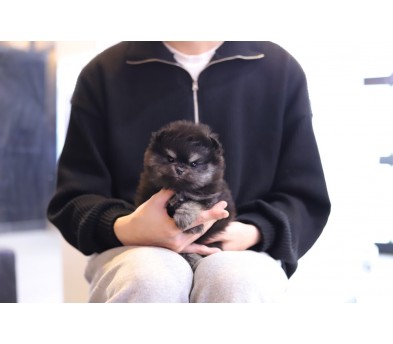 포메라니안분양(20만원부터)