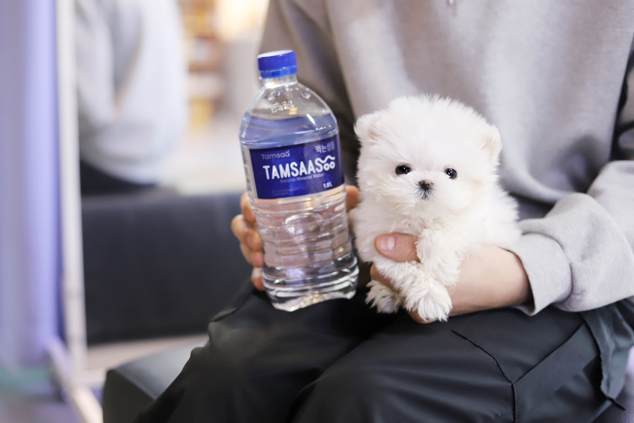 말티즈분양(10만원부터)