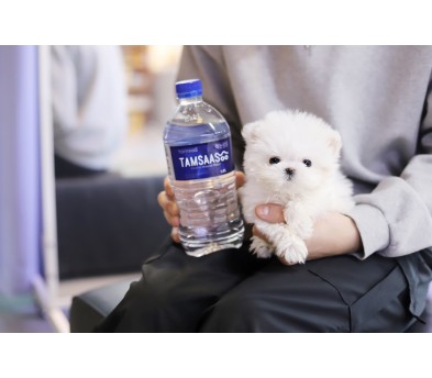 말티즈분양(10만원부터)