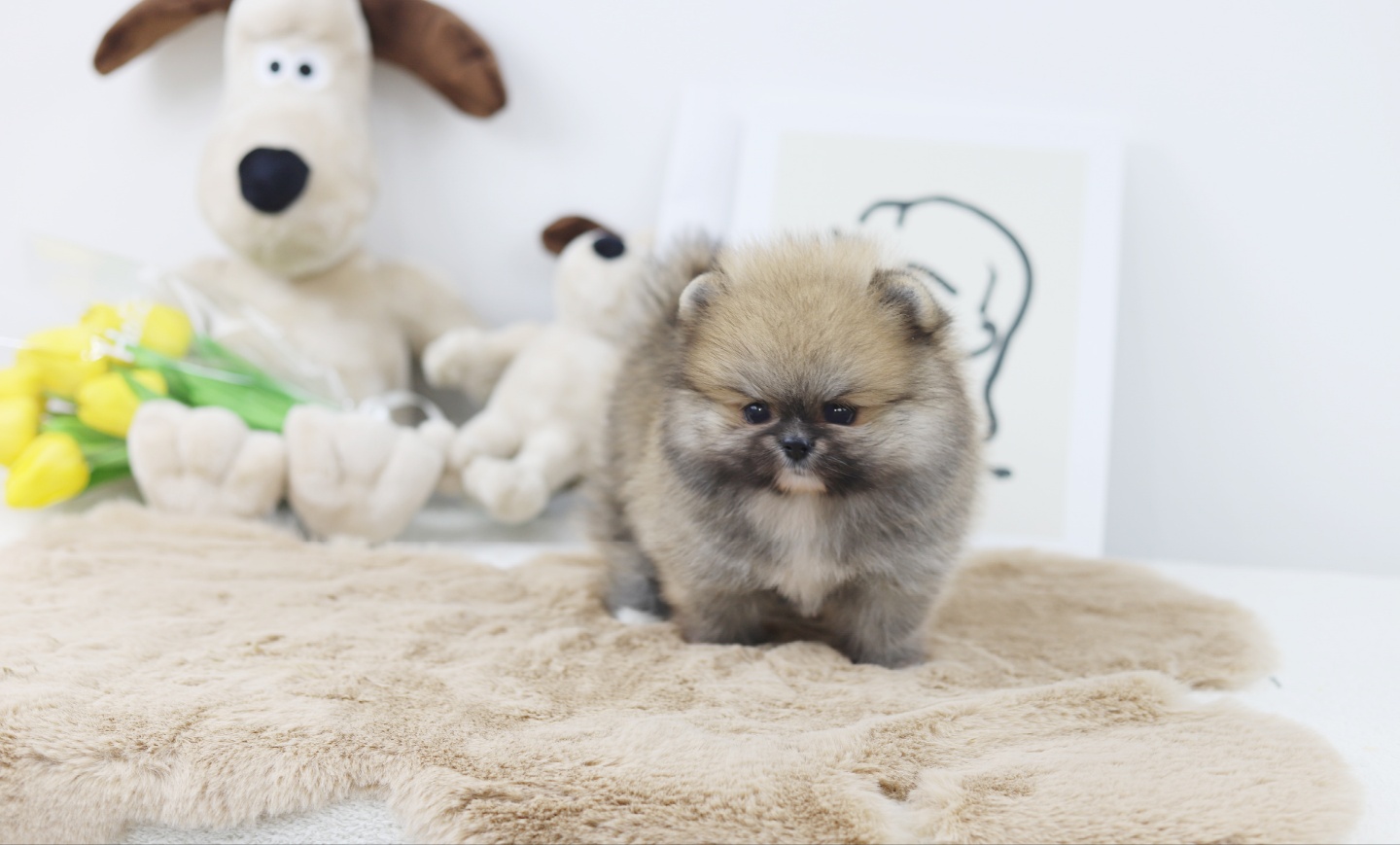 포메라니안분양(20만원부터)