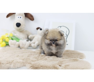 포메라니안분양(20만원부터)