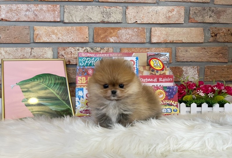 포메라니안분양(20만원부터)