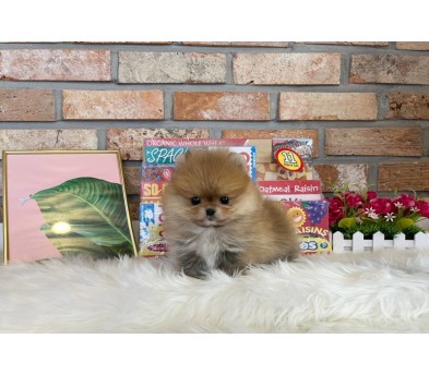 포메라니안분양(20만원부터)