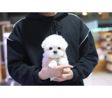 말티즈분양(10만원부터)