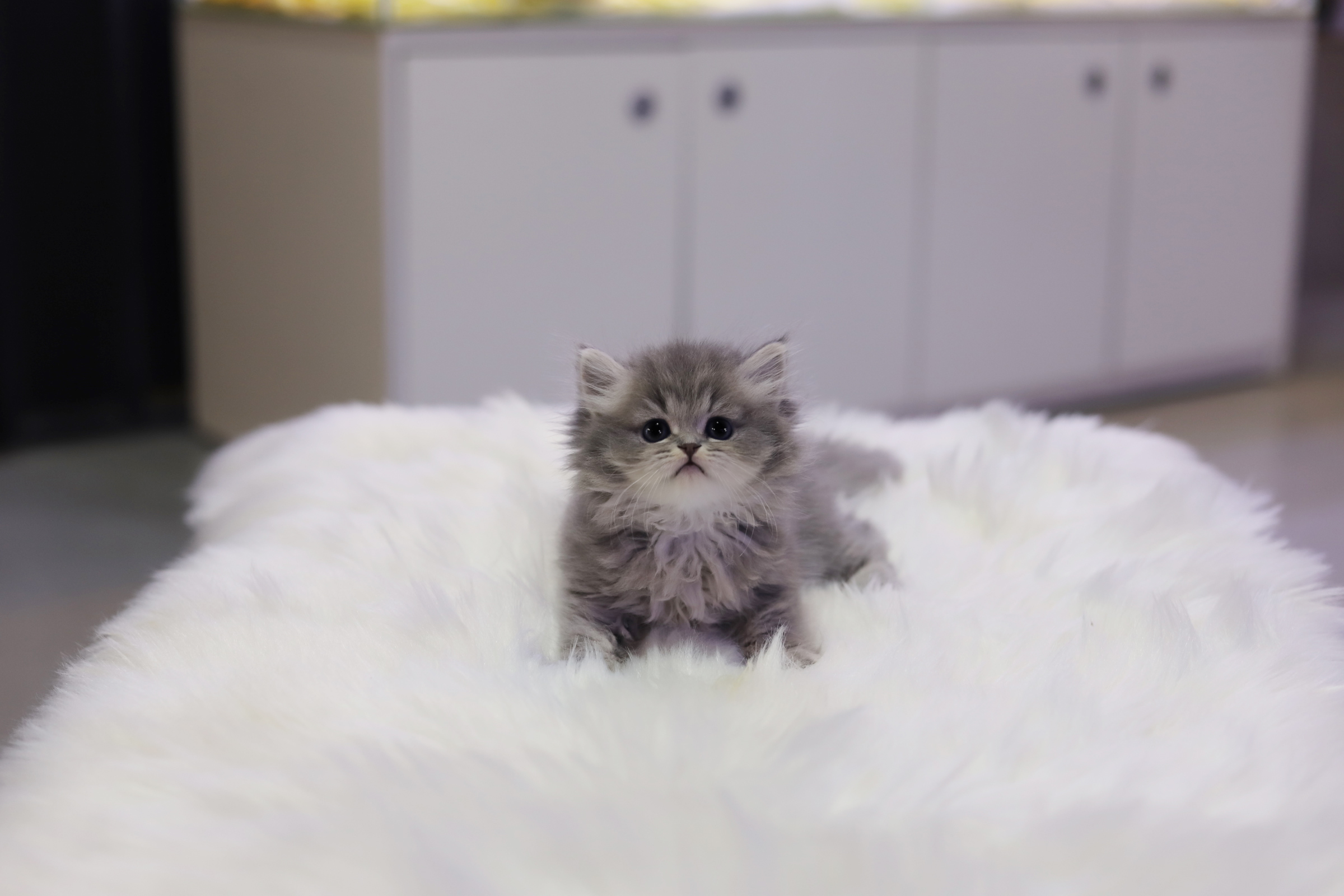 브리티쉬롱헤어 분양합니다