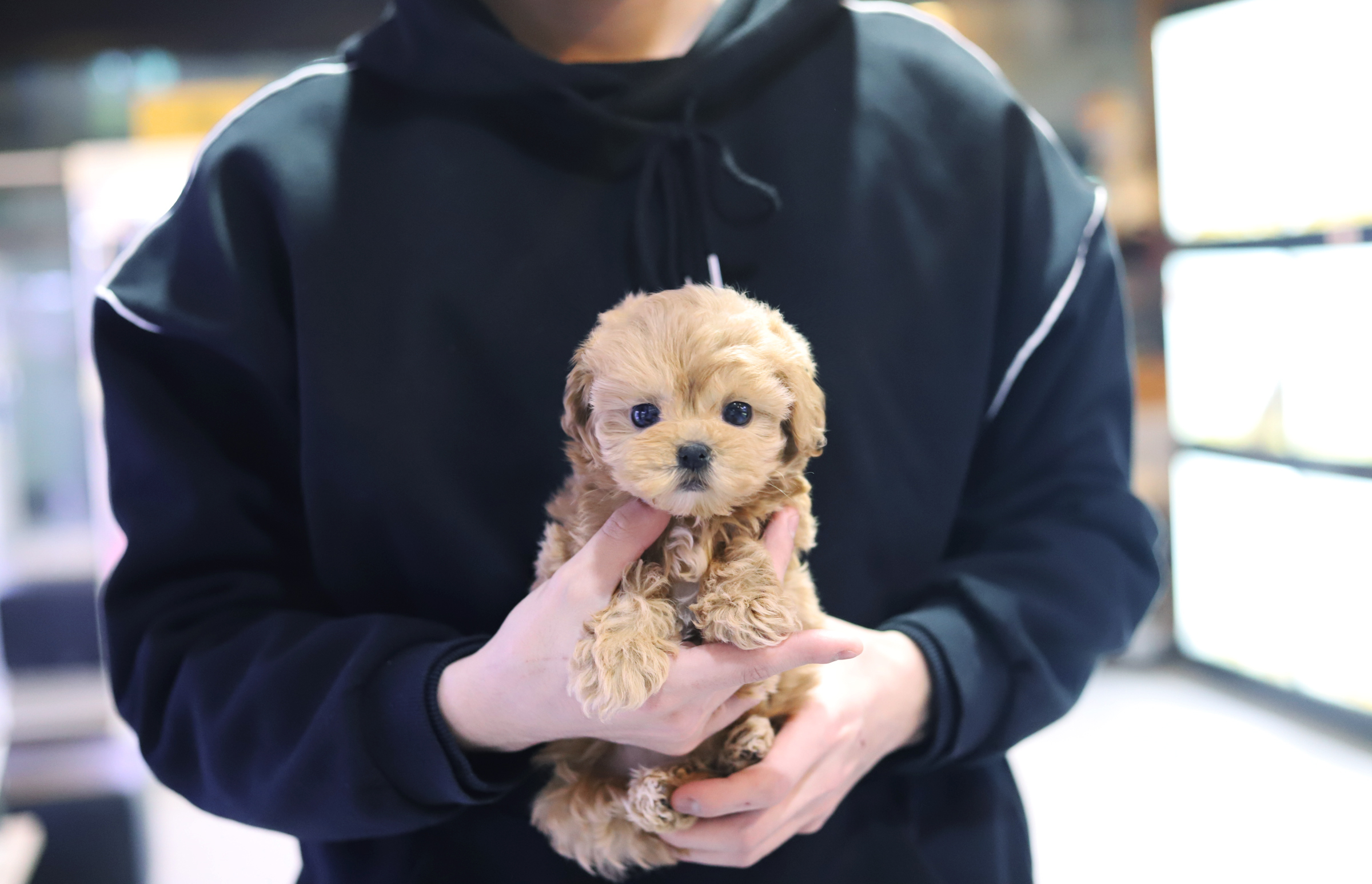 말티푸((10만원부터)