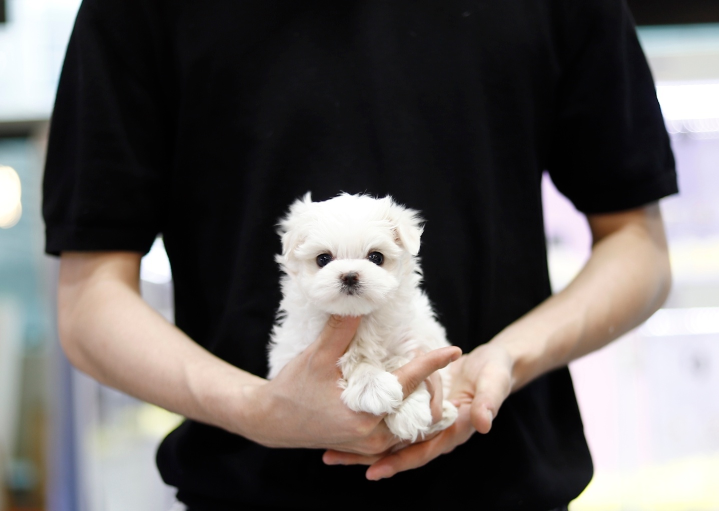 말티즈분양(10만원부터)