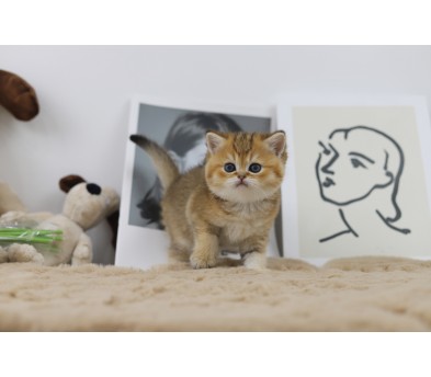 브리티쉬숏헤어 분양합니다