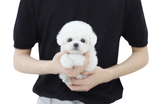 미니비숑분양합니다(10만원부터)