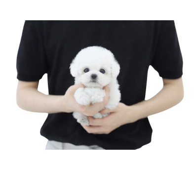 미니비숑분양합니다(10만원부터)