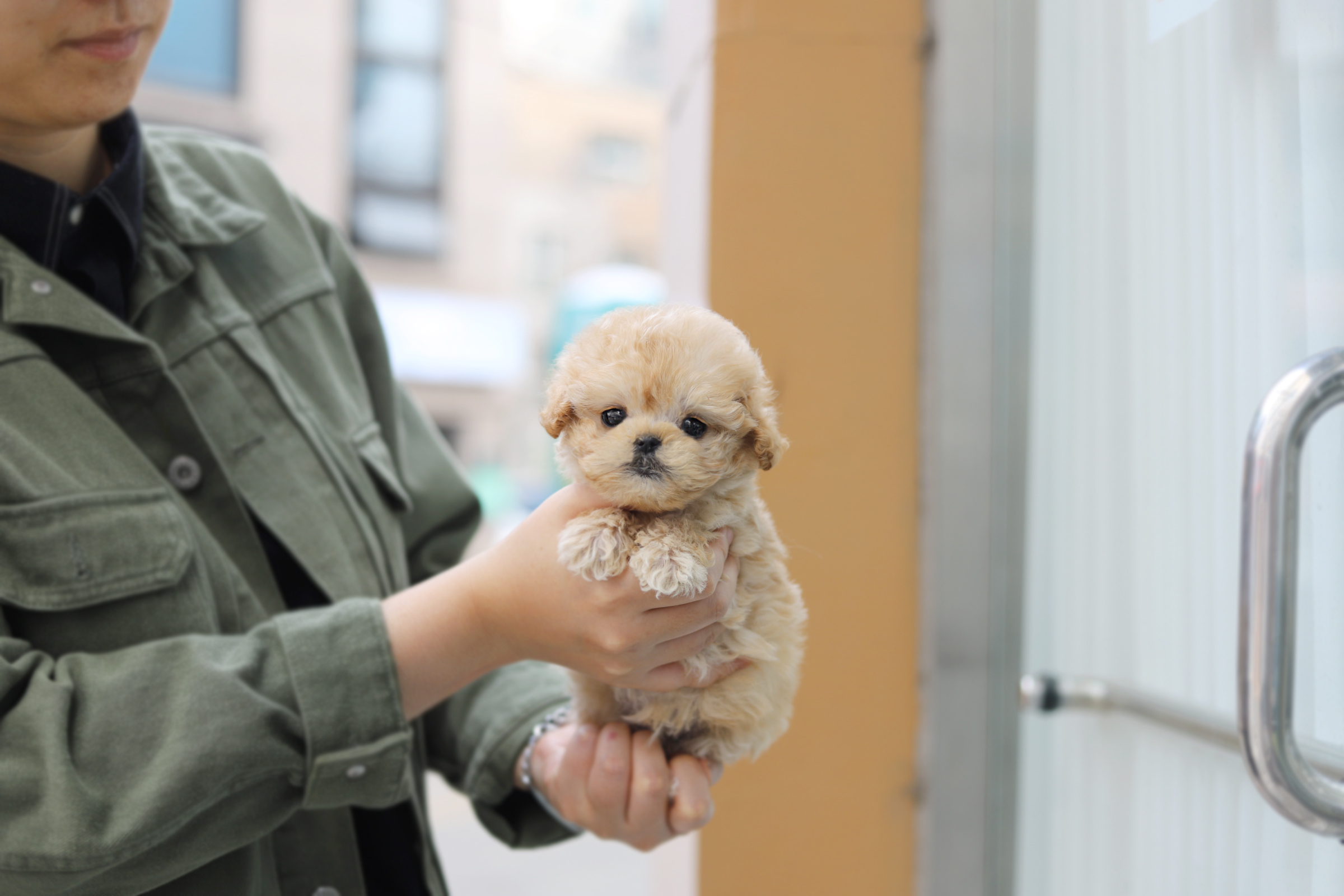 토이푸들분양(10만원부터)