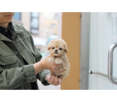 토이푸들분양(10만원부터)