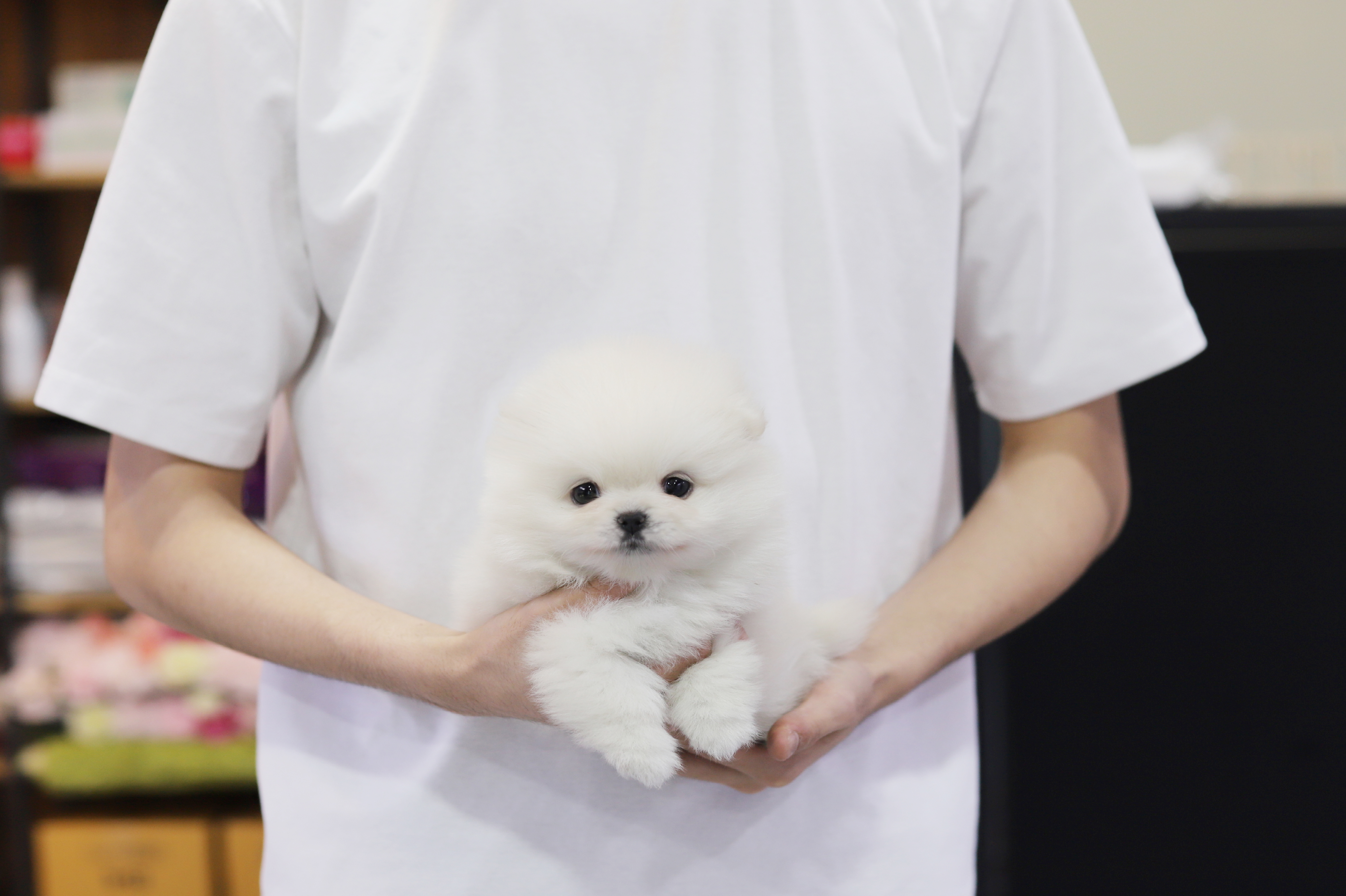 포메라니안분양(20만원부터)