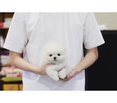 포메라니안분양(20만원부터)
