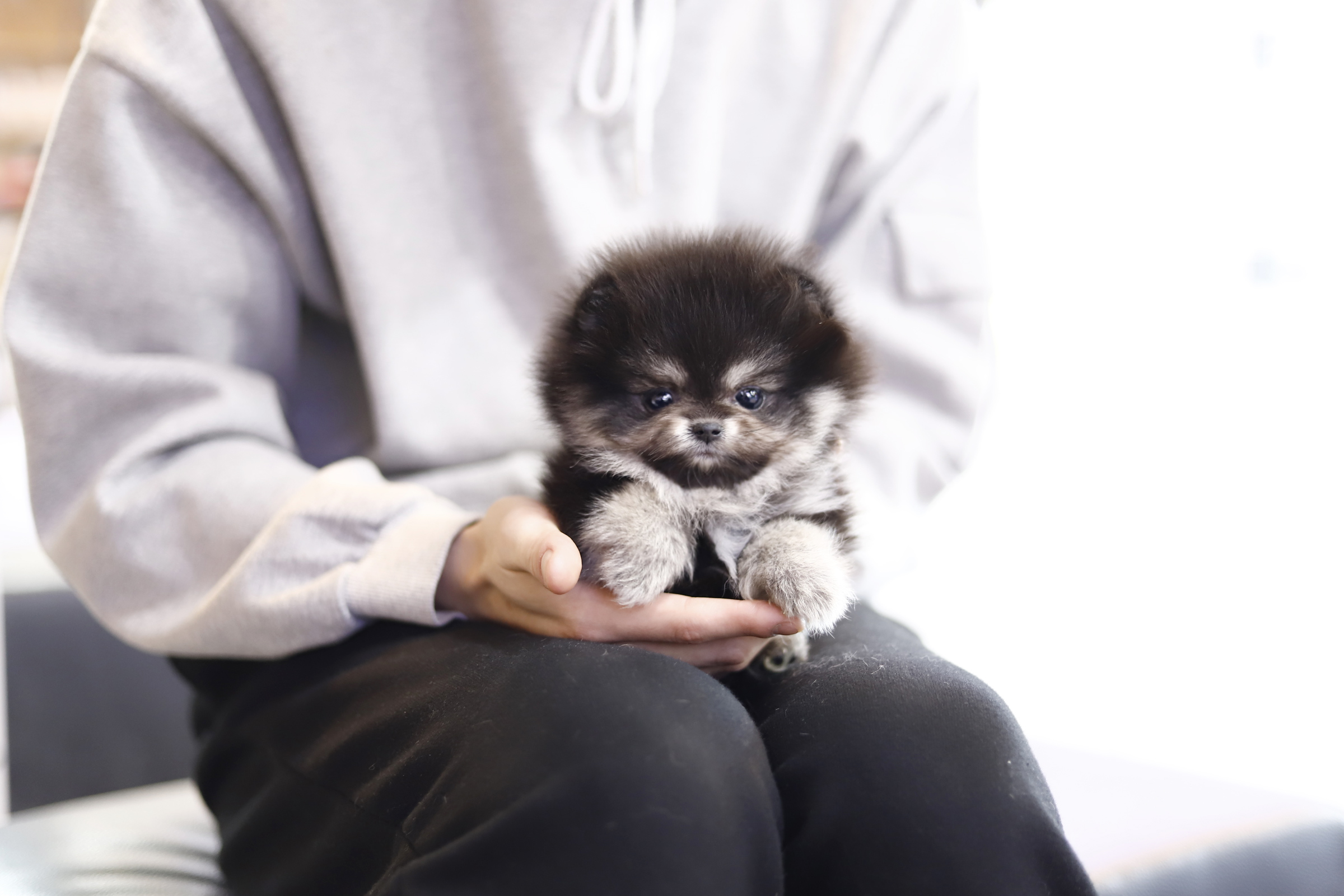 포메라니안분양(20만원부터)