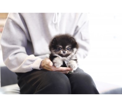 포메라니안분양(20만원부터)