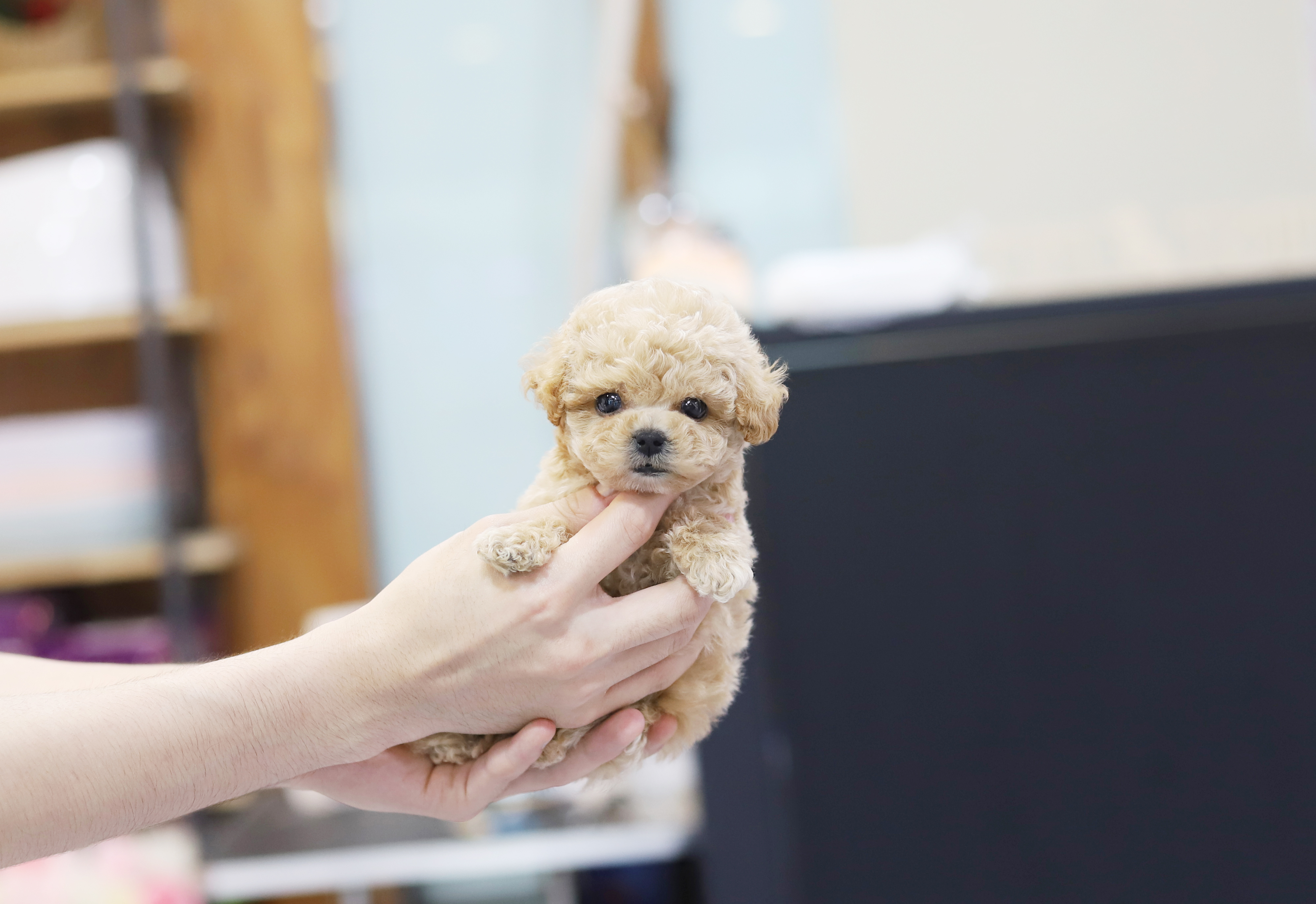 토이푸들분양(10만원부터)