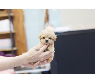 토이푸들분양(10만원부터)