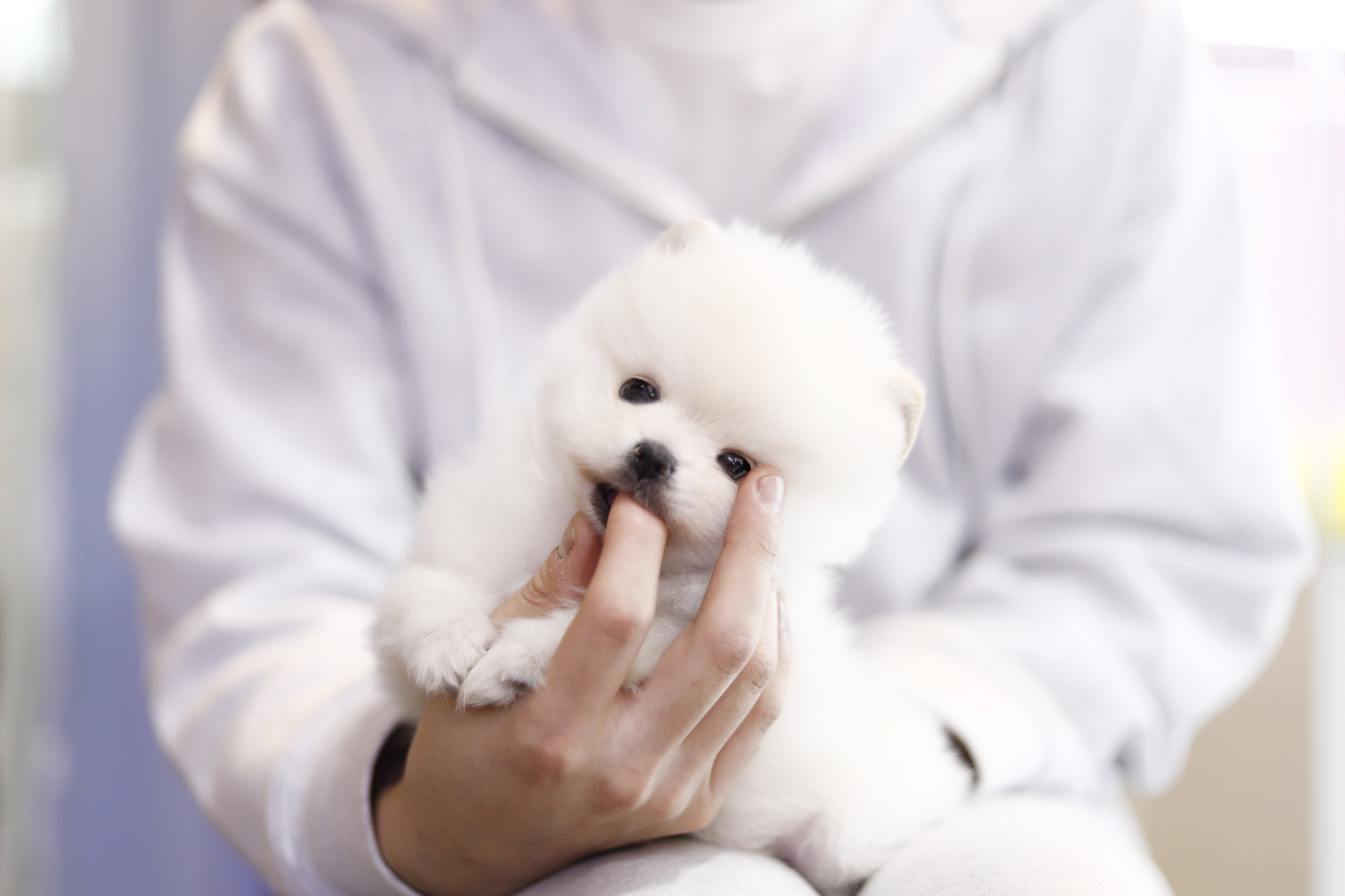 포메라니안분양(20만원부터)