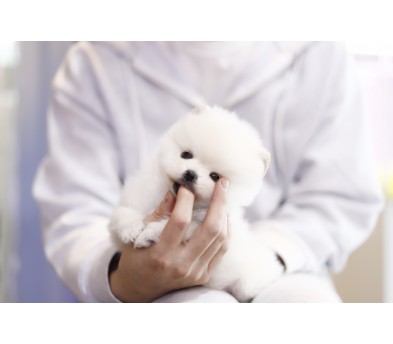 포메라니안분양(20만원부터)