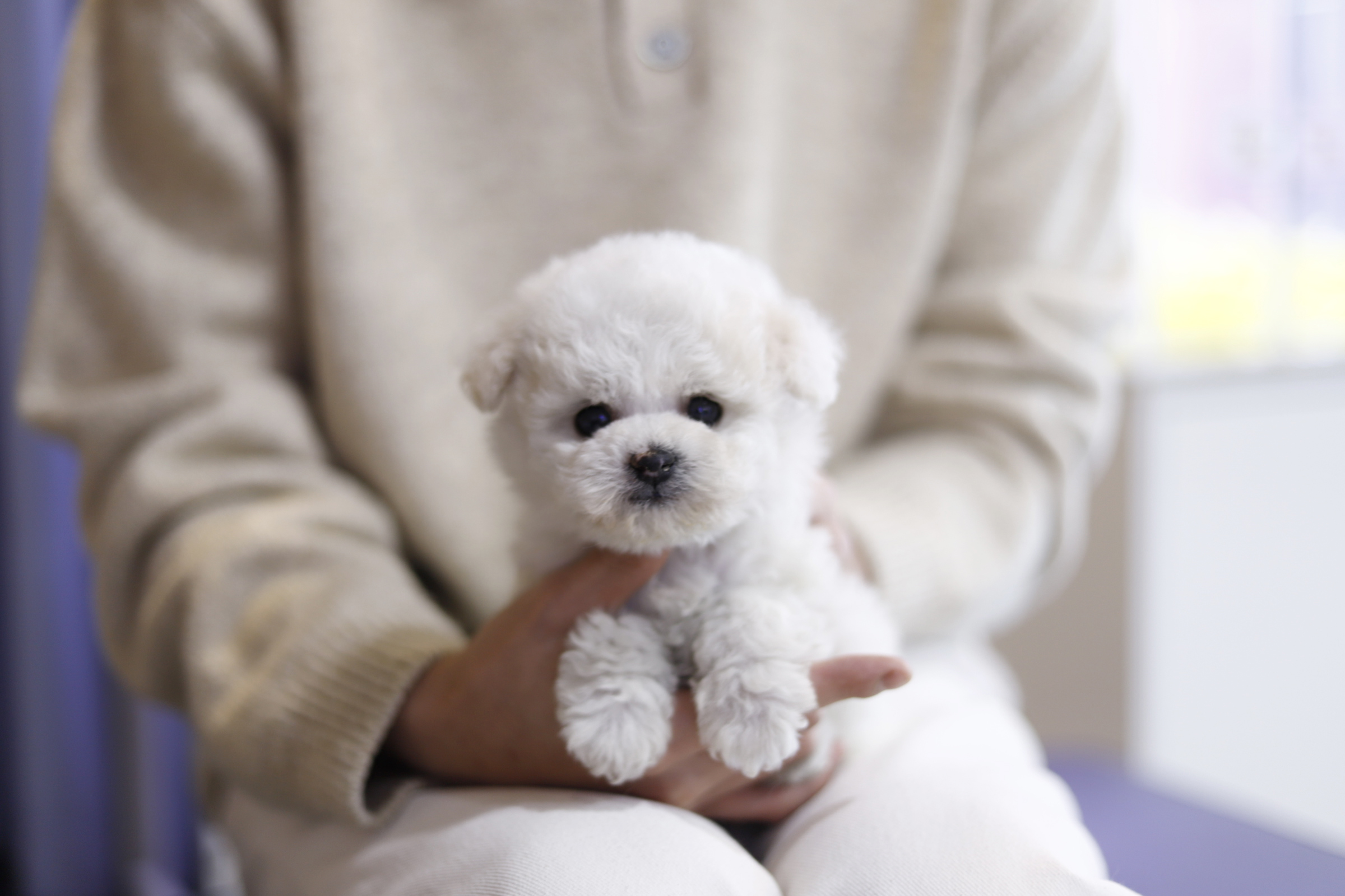 미니비숑분양합니다(10만원부터)