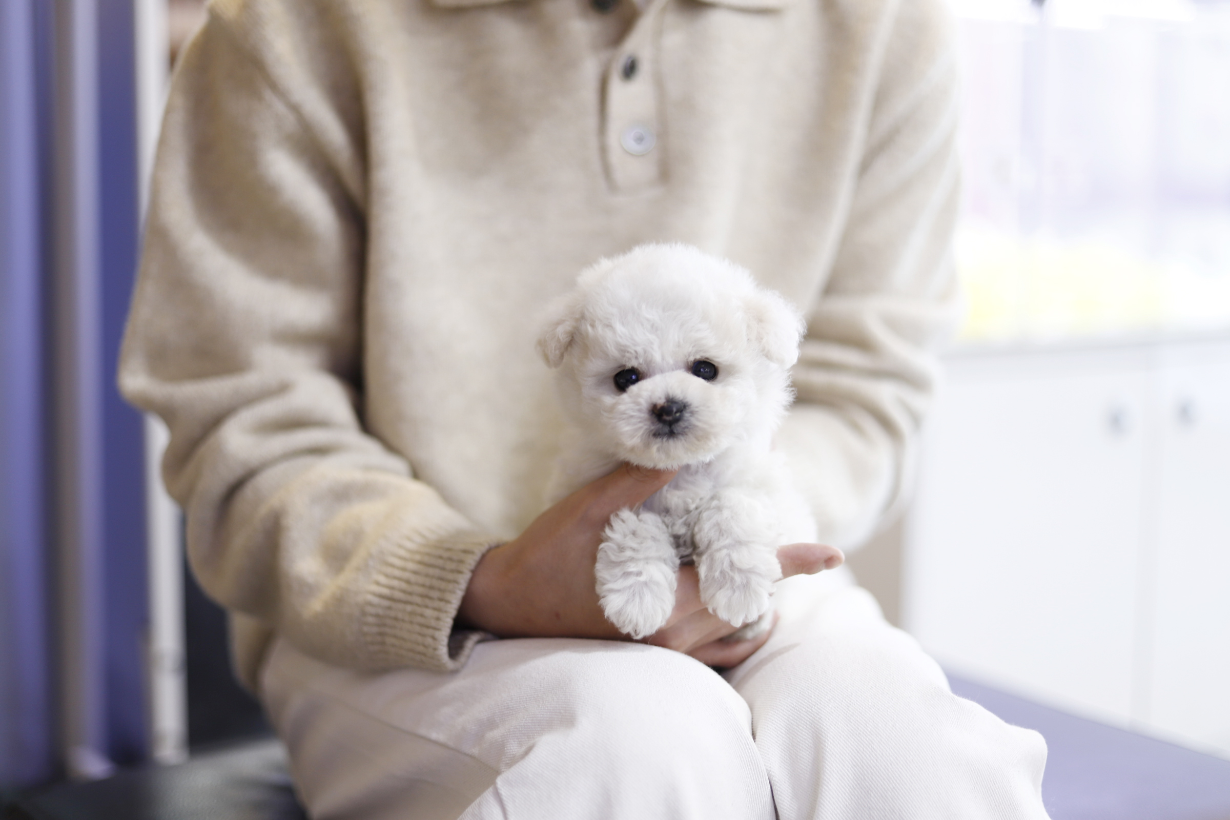 미니비숑분양합니다(10만원부터)